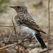 Western Black-eared Wheatear