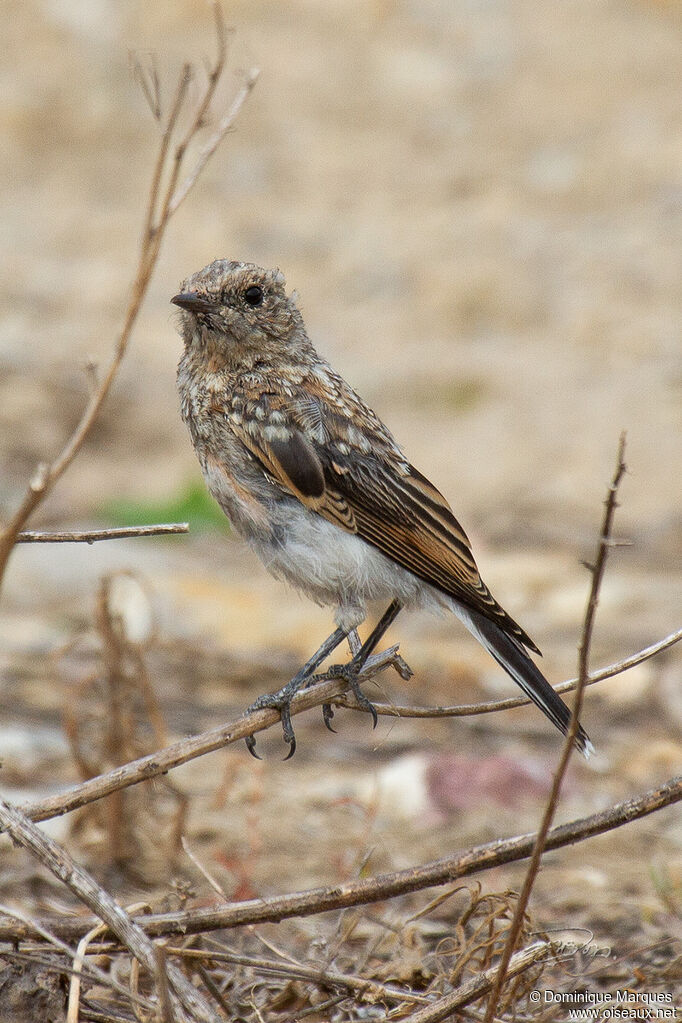 Traquet oreillardjuvénile, identification