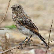 Western Black-eared Wheatear