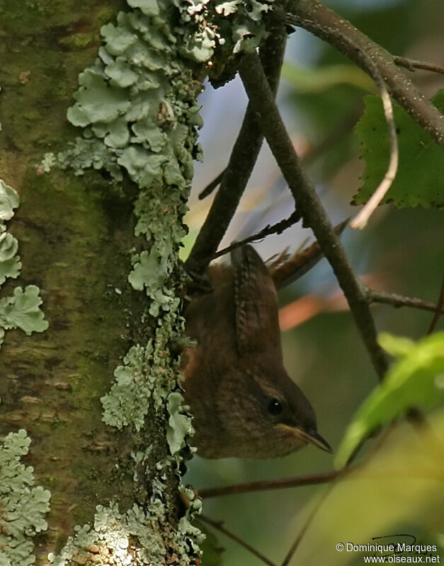 Eurasian Wren