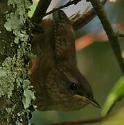 Eurasian Wren