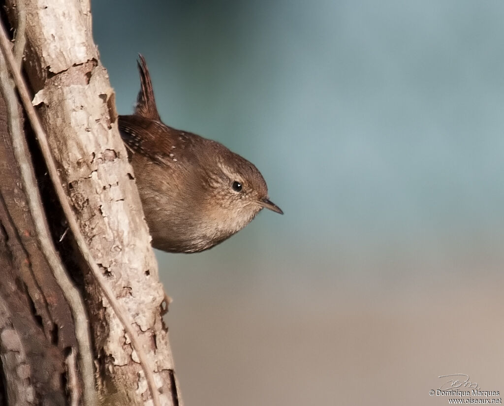 Eurasian Wrenadult, identification