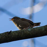 Eurasian Wren