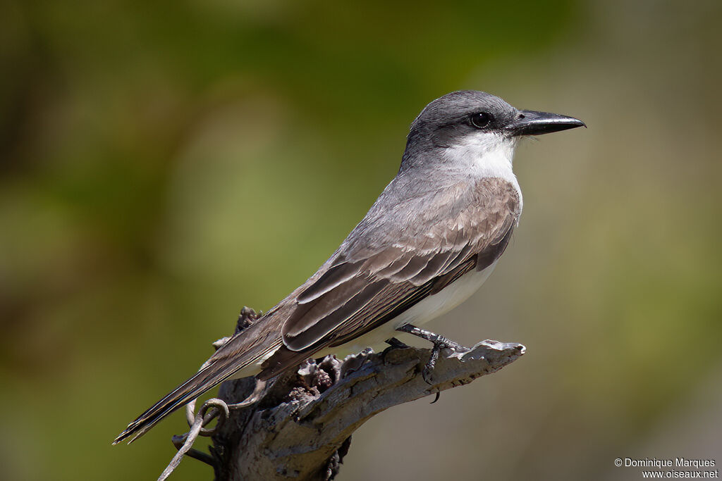 Grey Kingbirdadult, identification