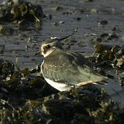 Northern Lapwing