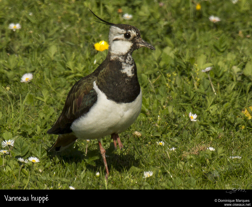 Vanneau huppéadulte, identification