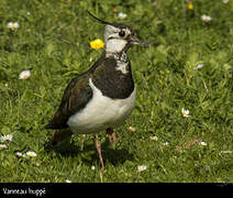 Northern Lapwing