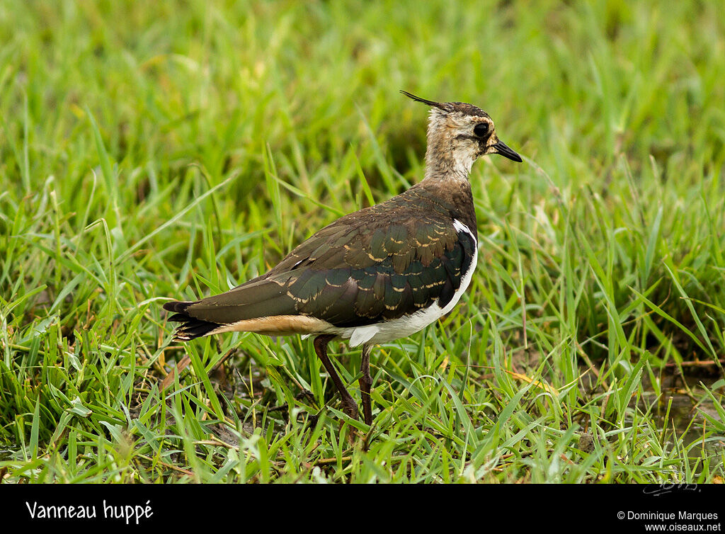 Vanneau huppéjuvénile, identification