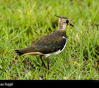 Northern Lapwing