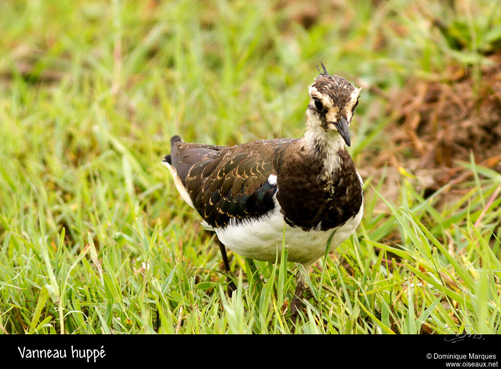 Vanneau huppéjuvénile, identification