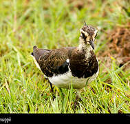 Northern Lapwing