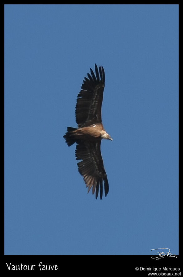 Vautour fauveadulte, identification