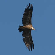 Griffon Vulture