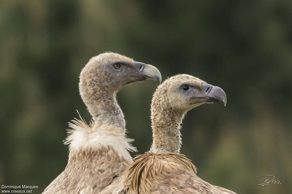 Griffon Vulture, pigmentation