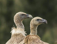 Griffon Vulture