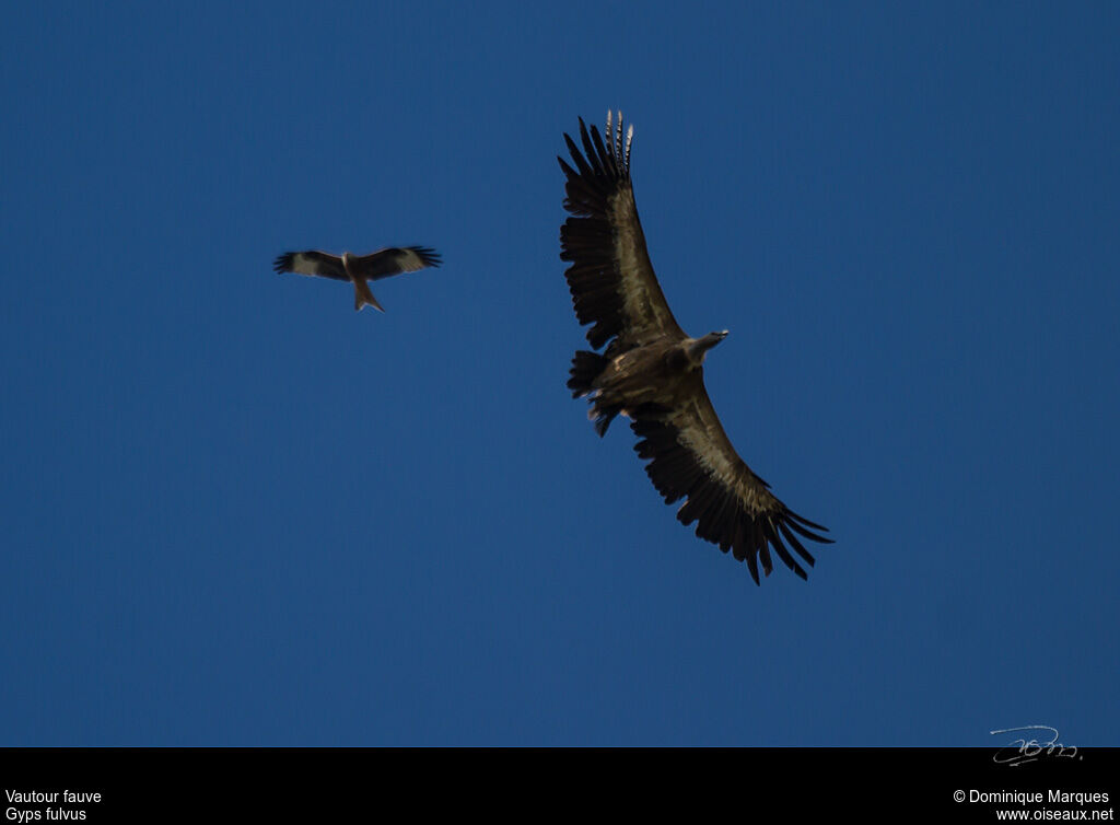 Griffon Vulture, Flight