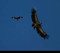 Griffon Vulture