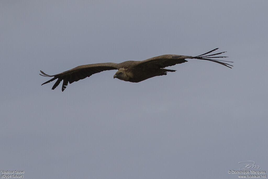 Griffon Vultureadult, identification