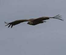 Griffon Vulture