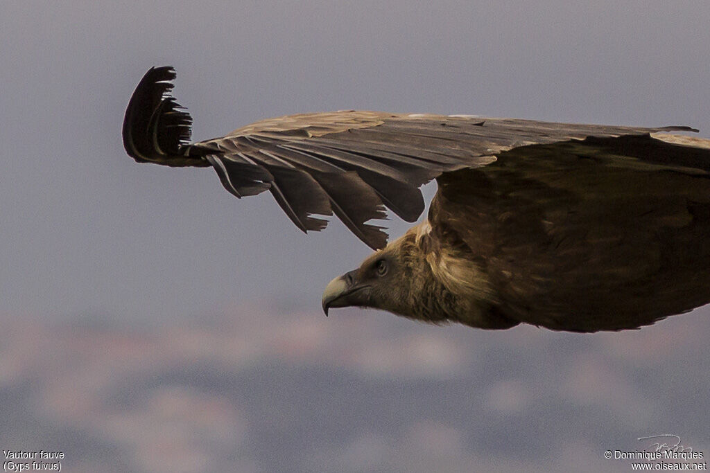 Griffon Vultureadult, close-up portrait, Flight