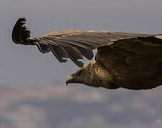 Griffon Vulture