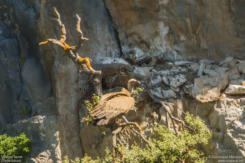 Vautour fauve, identification, Nidification