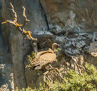 Griffon Vulture