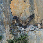 Griffon Vulture