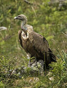 Griffon Vulture