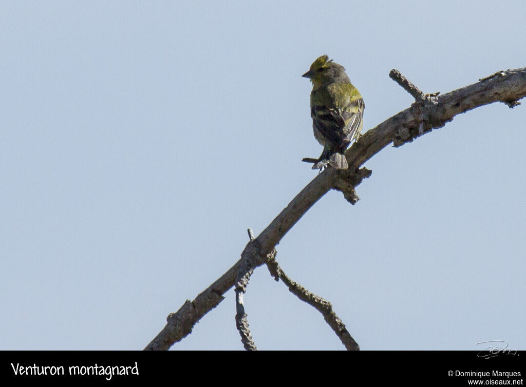 Citril Finch male adult, identification