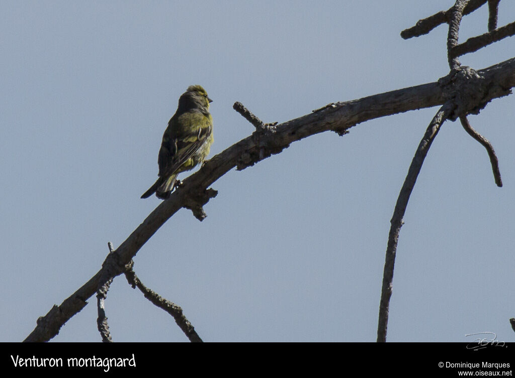 Citril Finch male adult, identification