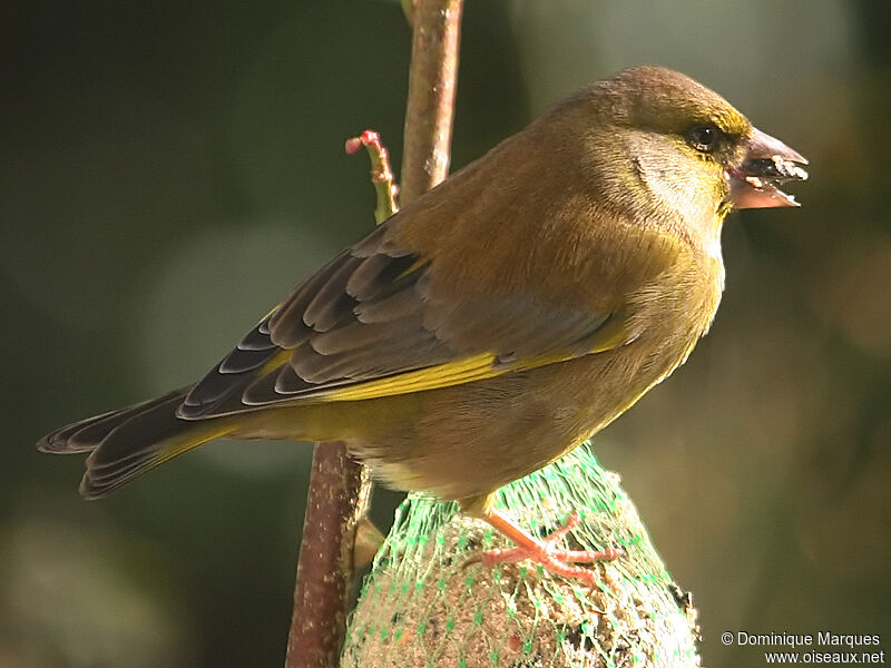 European Greenfinchadult, identification