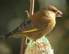 European Greenfinch