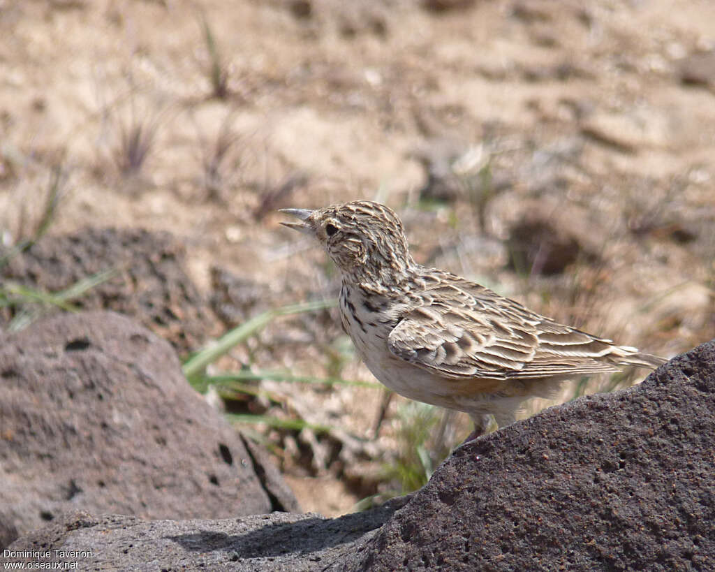 Raso Larkadult, identification