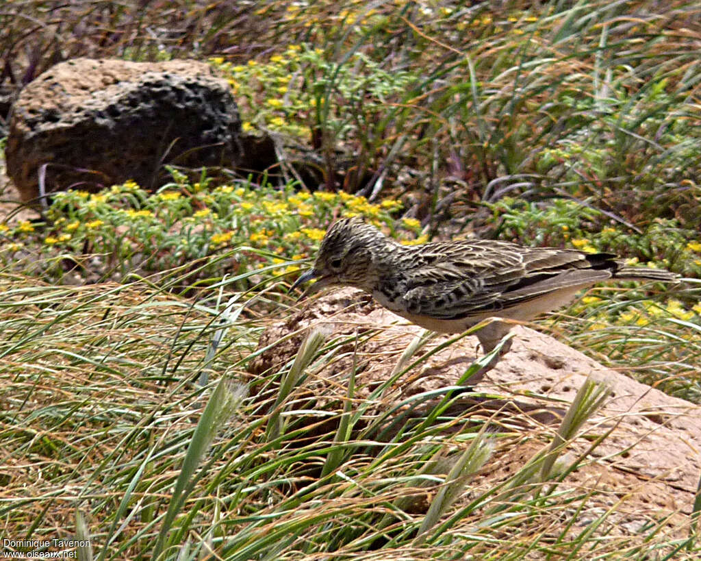 Alouette de Razoadulte, identification