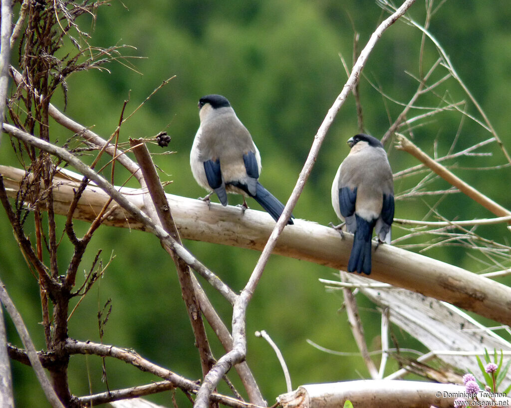 Azores Bullfinch