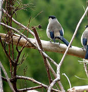 Azores Bullfinch