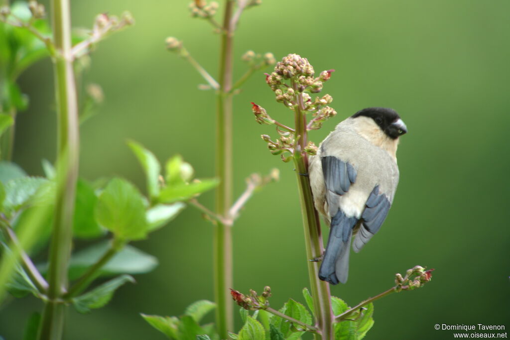 Azores Bullfinch