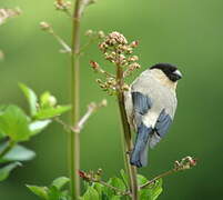 Azores Bullfinch