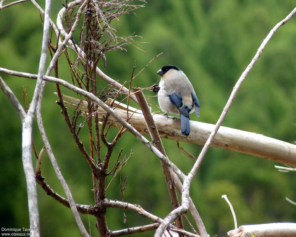 Azores Bullfinchadult, pigmentation