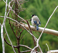 Azores Bullfinch