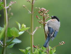 Azores Bullfinch