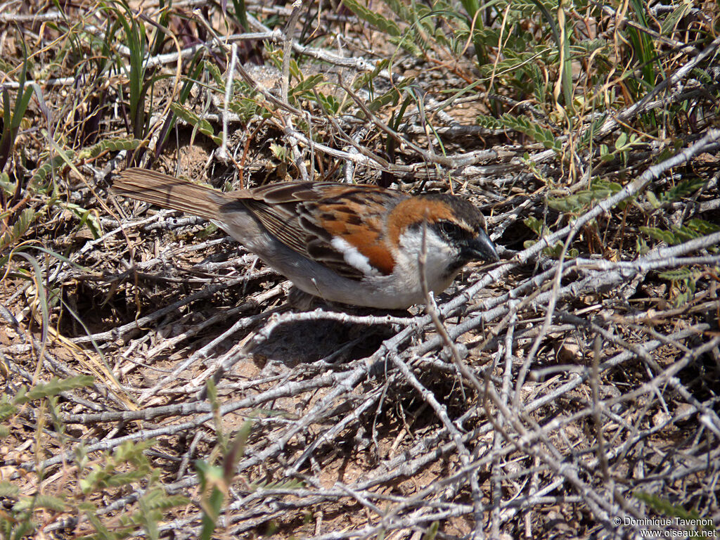 Moineau à dos rouxadulte, identification