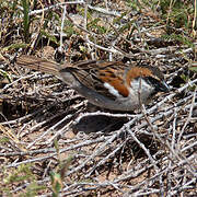 Iago Sparrow