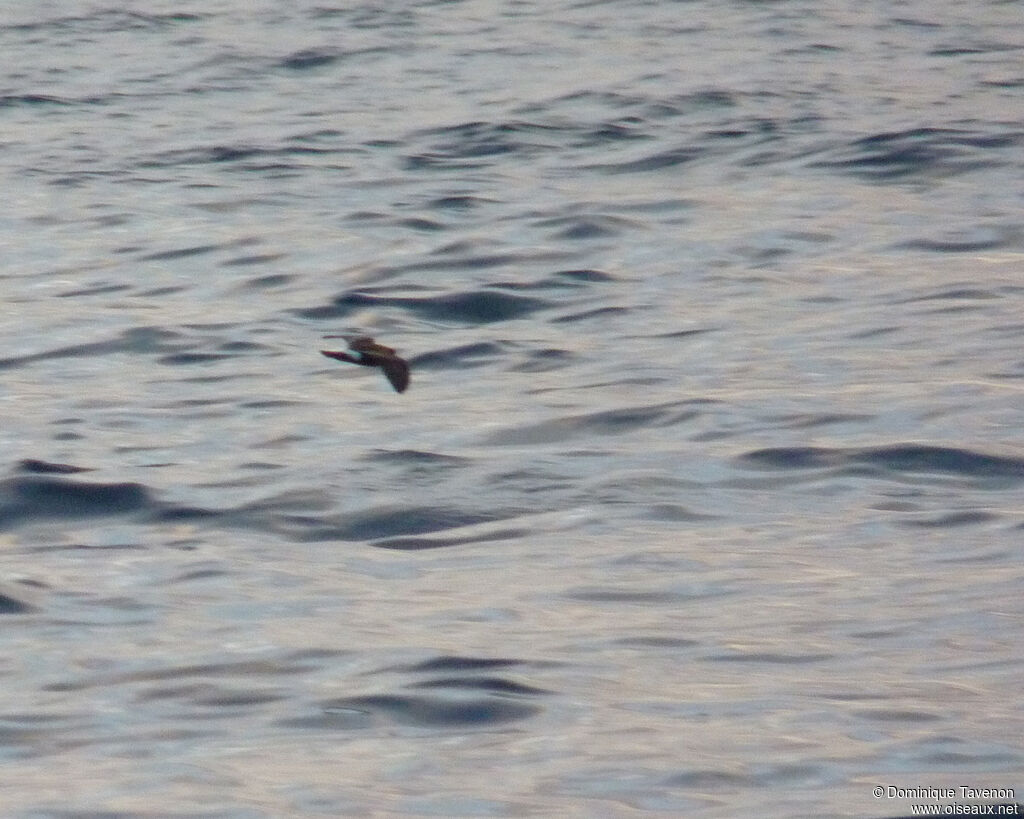 Monteiro's Storm Petrel