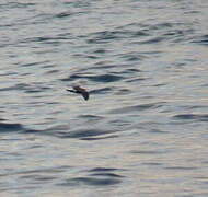 Monteiro's Storm Petrel