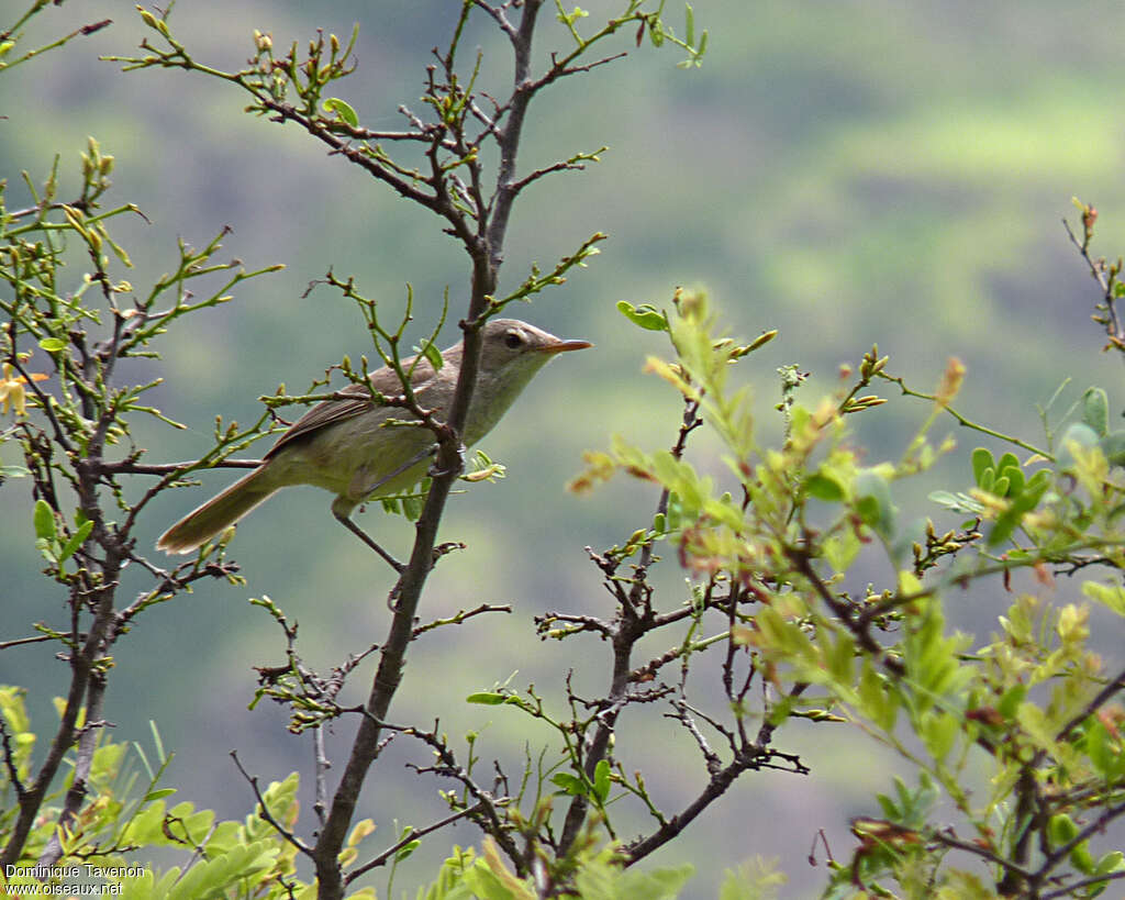 Rousserolle du Cap-Vertadulte, identification