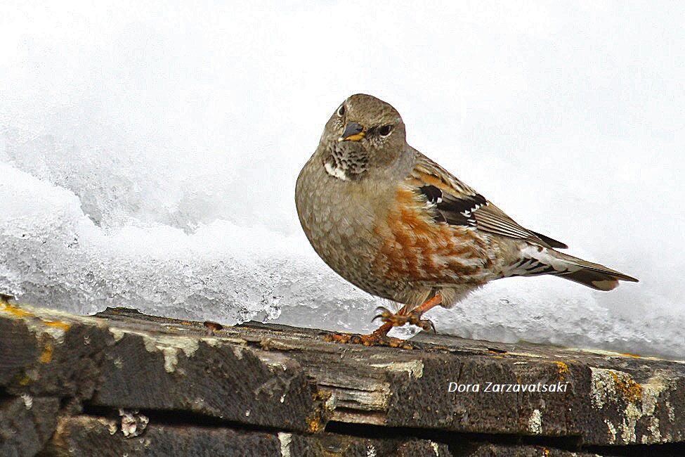 Alpine Accentor