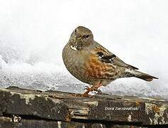 Alpine Accentor