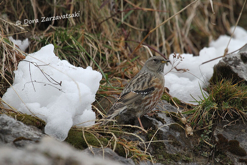 Accenteur alpin